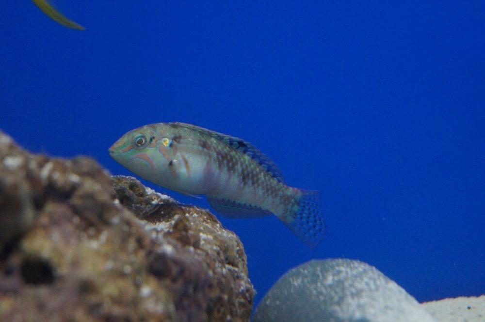 Kirschflecken-Lippfisch - Halichoeres nebulosus